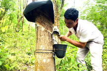 Quảng Nam giải ngân hơn 1.230 tỷ đồng ngân sách cho giảm nghèo