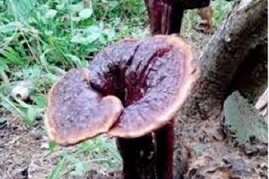 Hiểu đúng giá trị và công dụng của nấm lim xanh