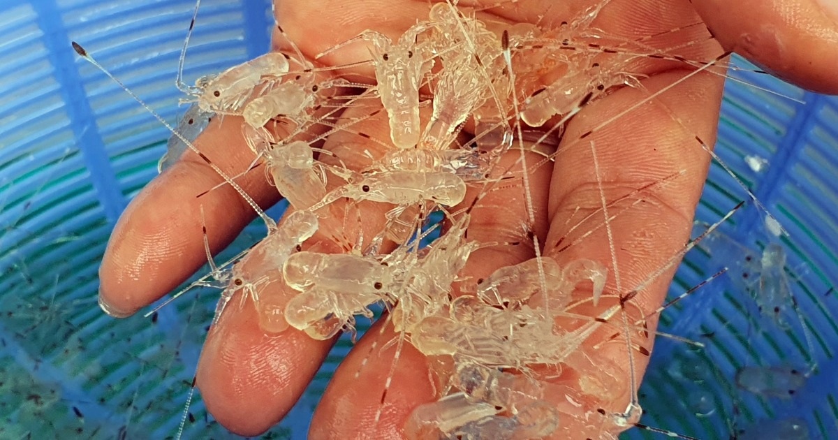 Tiêu hủy gần 850.000 con tôm hùm giống tổng giá trị 34 tỷ đồng