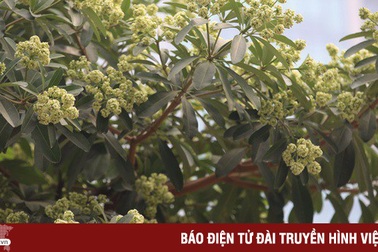 Nỗi ám ảnh hoa sữa