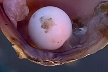 Chơi ở bờ sông, nhóm học sinh vô tình tìm thấy ngọc siêu hiếm trong con hến