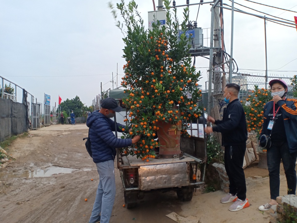 Hà Nội: Người chở đào, quất thuê mong kiếm thêm thu nhập dịp cận Tết - 5 Hà Nội: Người chở đào, quất thuê mong kiếm thêm thu nhập dịp cận Tết - 5
