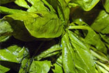 Rau chân vịt tốt cho người tiểu đường 