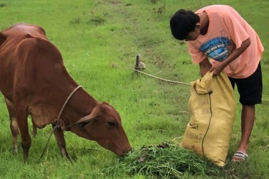 Nam sinh chăn bò, nhặt rau giúp mẹ đạt 9,75 điểm môn Văn