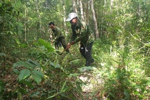 Nghề giữ rừng dưới chân núi Tà Đùng của đồng bào Châu Mạ