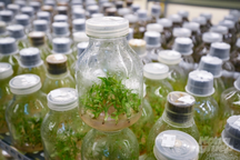 Có thể nhân giống vô tính hàng vạn cây lan đột biến "tiền tỉ" từ cây mẹ?