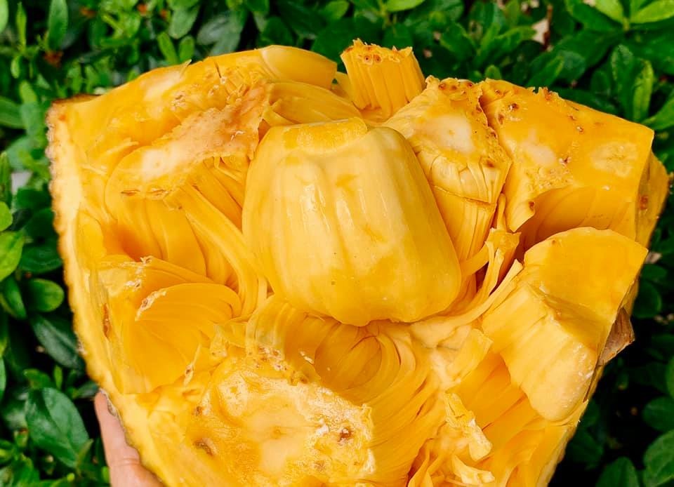 Ngất ngây với vườn cây trái trĩu quả của ca sĩ Mỹ Lệ - 8 Ngất ngây với vườn cây trái trĩu quả của ca sĩ Mỹ Lệ - 8