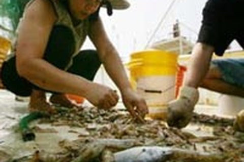 “Không có người Việt chết trên đảo Grand Isle” 