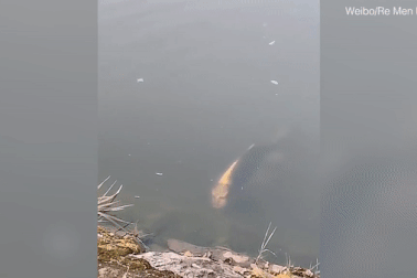 Cá chép hình mặt người gây xôn xao