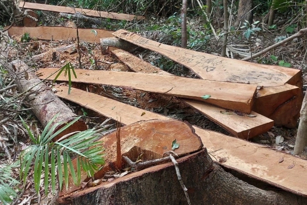 Rừng phòng hộ ở Gia Lai bị lâm tặc rút ruột trong thời gian dài - 3 Rừng phòng hộ ở Gia Lai bị lâm tặc rút ruột trong thời gian dài - 3