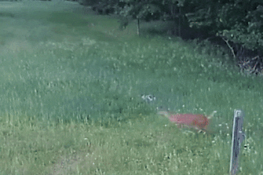 Lạ lùng thỏ bị diều hâu tấn công được... nai xông vào giải cứu