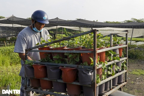 Lo ngại ế vụ hoa Tết, một số nhà vườn ở TPHCM chuyển sang trồng rau sạch