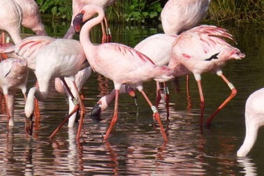 Dấu hiệu nhận biết chim hồng hạc hung hăng nhất