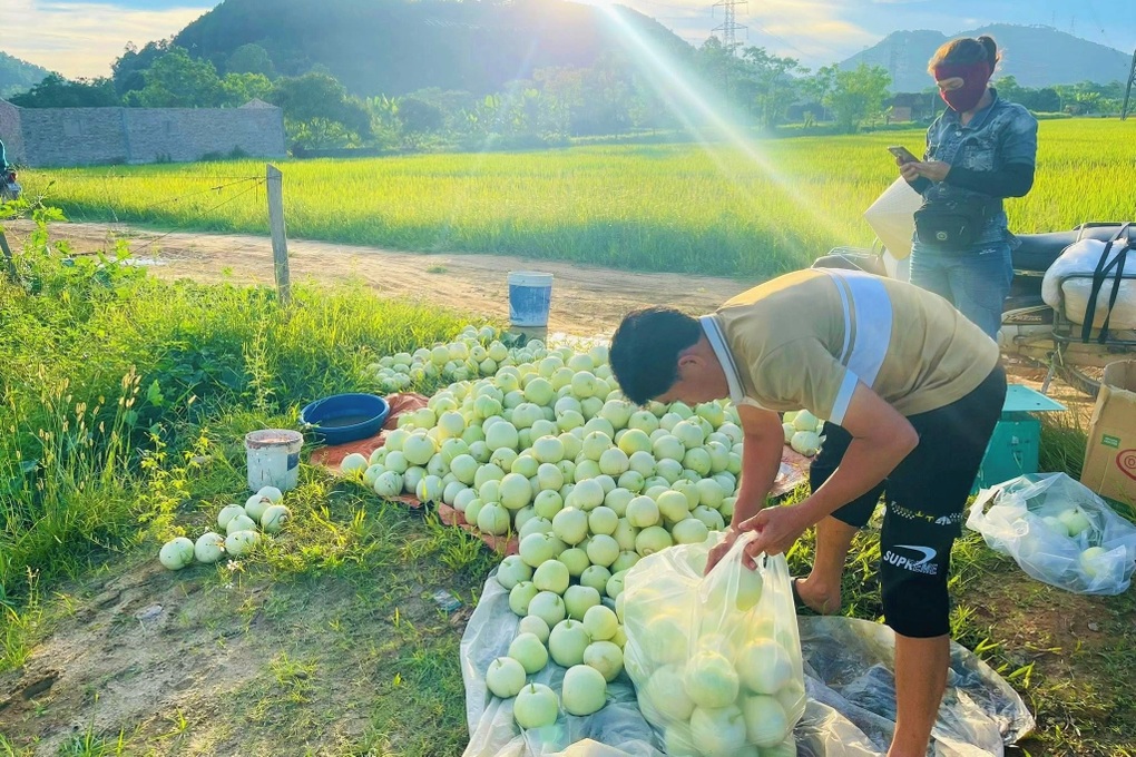 Trồng dưa ven sông, nông dân thu lãi cả chỉ vàng mỗi sào - 3 Trồng dưa ven sông, nông dân thu lãi cả chỉ vàng mỗi sào - 3