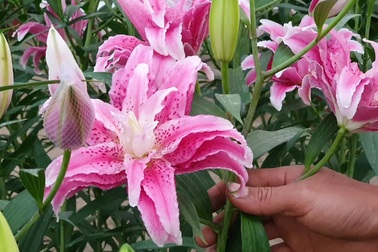 Ly kép siêu “độc” hàng thử nghiệm, vừa mang xuống chợ đã hết hàng