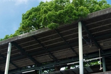 Bí ẩn xung quanh cây đại thụ 700 tuổi cứ bị chặt lại có người ngã bệnh