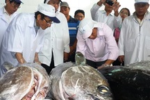 “Giấy thông hành” cho cá ngừ đại dương vào thị trường châu Âu