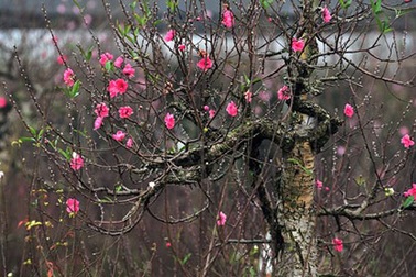 Cách chọn đào cảnh ngày Tết theo phong thủy