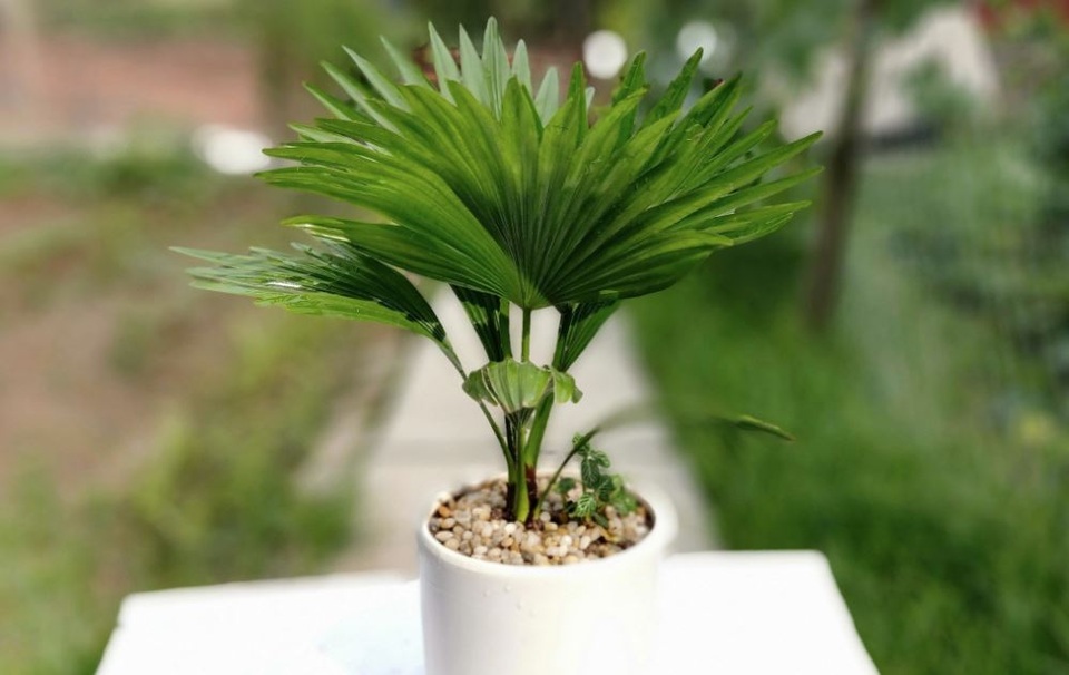 Các loại cây nên trồng trong nhà để hút ẩm không khí khi trời nồm - 7