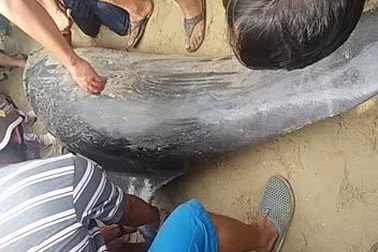 Hình ảnh con cá lớn mắc cạn, bơi dọc bờ biển Đà Nẵng