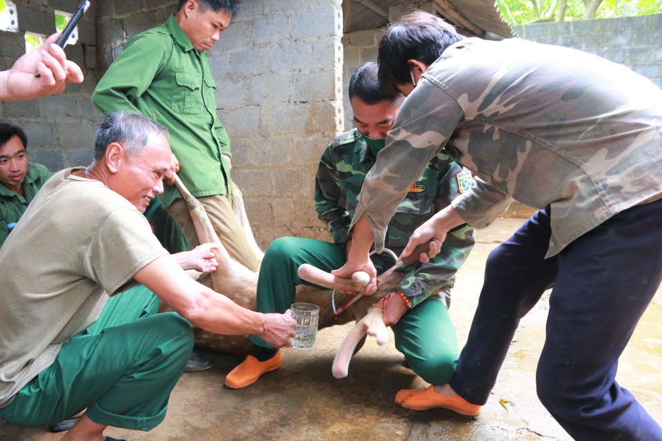 Nuôi con lấy thần dược giúp người dân ở Ninh Bình thoát nghèo - 2 Nuôi con lấy thần dược giúp người dân ở Ninh Bình thoát nghèo - 2