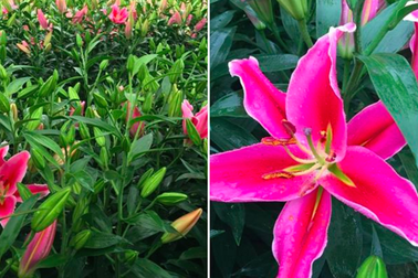 Nông dân mất tiền tỷ, hoa ly Tây Tựu giá rẻ “đổ bộ” thị trường