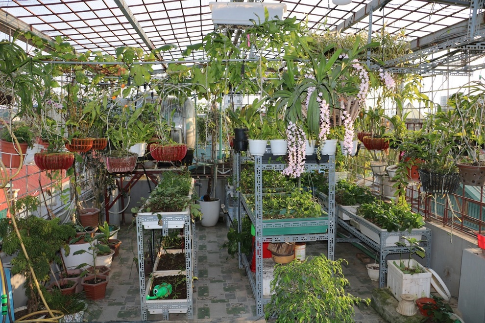 Kỹ sư làm vườn sân thượng xanh mướt, rộn ràng tiếng chim giữa lòng Thủ đô - 3 Kỹ sư làm vườn sân thượng xanh mướt, rộn ràng tiếng chim giữa lòng Thủ đô - 3