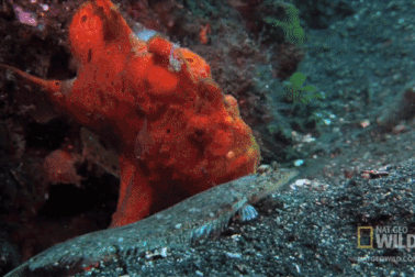 Loài cá sở hữu cú đớp 6/1000 giây, nuốt trọn con mồi lớn bằng cơ thể mình