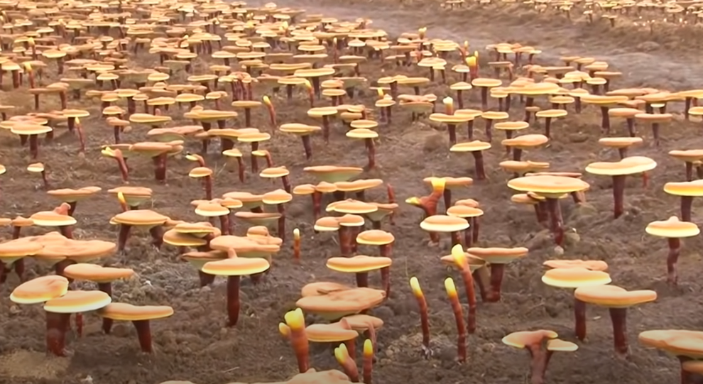 Khám phá trang trại trồng loại nấm đắt đỏ nhất ở Nhật Bản - 1