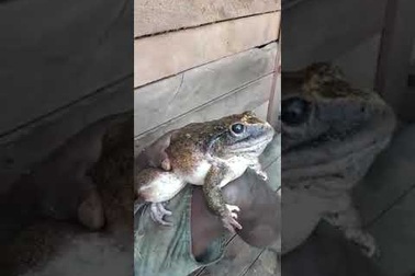 Bắt được ếch "khổng lồ" to gần bằng một đứa bé