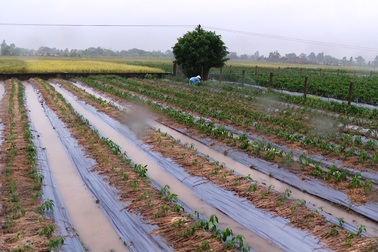 Hàng nghìn hecta hoa màu bị ảnh hưởng sau trận mưa lớn kéo dài