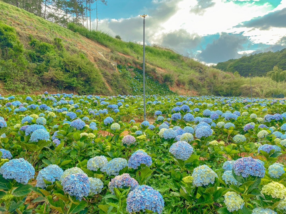 Gia đình Sài Gòn bỏ phố về rừng, biến đồi trọc thành trang trại trong mơ - 11