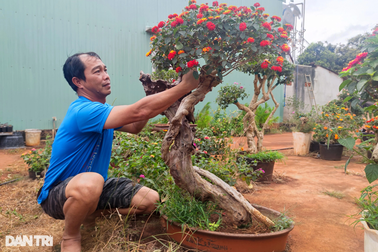 Biến cỏ dại thành hoa ngũ sắc, nông dân thu 400 triệu đồng mỗi năm