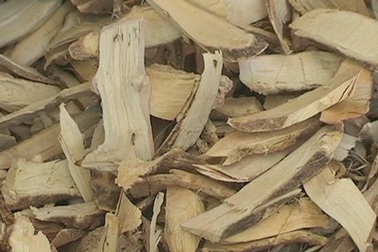 Đổ xô lên rừng đào bới, thu mua “thần dược”