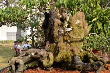 Hai cây khế “khủng” được “hét” giá 7 tỉ đồng