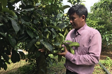 Bỏ thành phố lên núi trồng trái cây sạch kiếm tiền tỷ