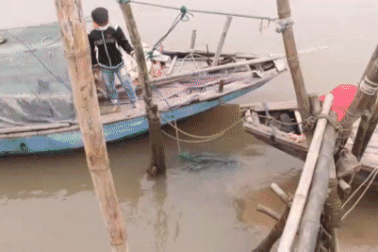 Rùa biển quý hiếm nặng 50 kg mắc lưới ngư dân