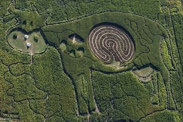 Mê cung giữa bụng bò