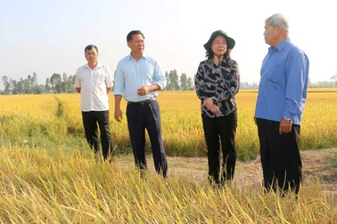 Lo nông dân buôn bán khó vì Covid – 19, Bí thư tỉnh ủy ra tận ruộng