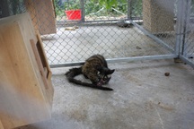 Tiếp nhận 68 cá thể động vật hoang dã để thả về tự nhiên