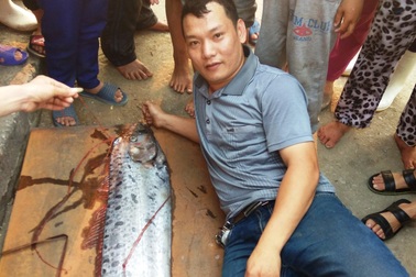 Bắt được con cá hố rồng còn sống dài 3,6m