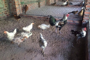 Gà cười Indonesia: Thú chơi độc nhất vô nhị năm con gà