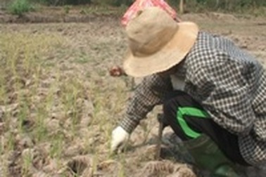 Nắng hạn gay gắt, hồ đập cạn nước, hoa màu chết khô