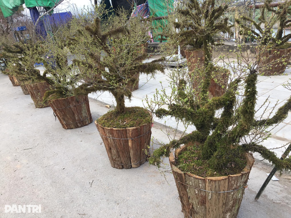 Hoa bán chậm nhiều tiểu thương chợ Xuân Lào Cai hạ giá để về quê ăn Tết - 7 Hoa bán chậm nhiều tiểu thương chợ Xuân Lào Cai hạ giá để về quê ăn Tết - 7