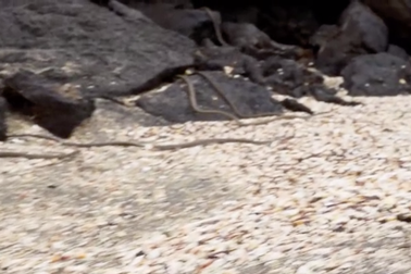 Video: Kịch tính cả đàn rắn "truy sát" kỳ nhông và diễn biến nghẹt thở đầy bất ngờ