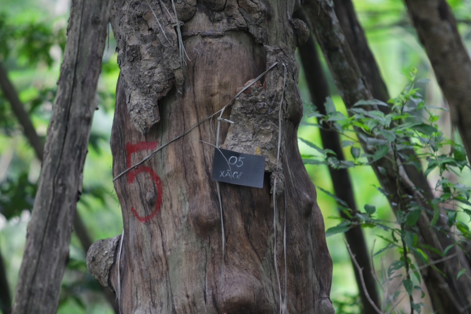 Cảnh chết mòn của hàng cây cổ thụ bị di dời để thi công metro Nhổn - Ga Hà - 5 Cảnh chết mòn của hàng cây cổ thụ bị di dời để thi công metro Nhổn - Ga Hà - 5