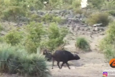 Khoảnh khắc trâu rừng tấn công sư tử để giải cứu voi con