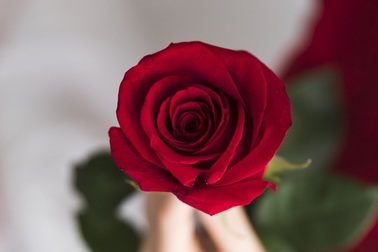 Người Nhật tặng nhau hoa gì vào ngày Valentine?