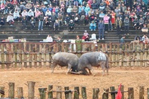 Tạm ngừng tổ chức Lễ hội chọi trâu Phù Ninh, phòng chống dịch virus Corona