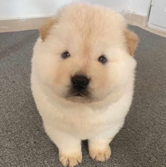 Loạt hình chứng minh cún chow chow mới cái đồ đáng yêu nhất quả đất, ai nhìn cũng muốn lao vào nựng một cái - Ảnh 7. Loạt hình chứng minh cún chow chow mới cái đồ đáng yêu nhất quả đất, ai nhìn cũng muốn lao vào nựng một cái - Ảnh 7.